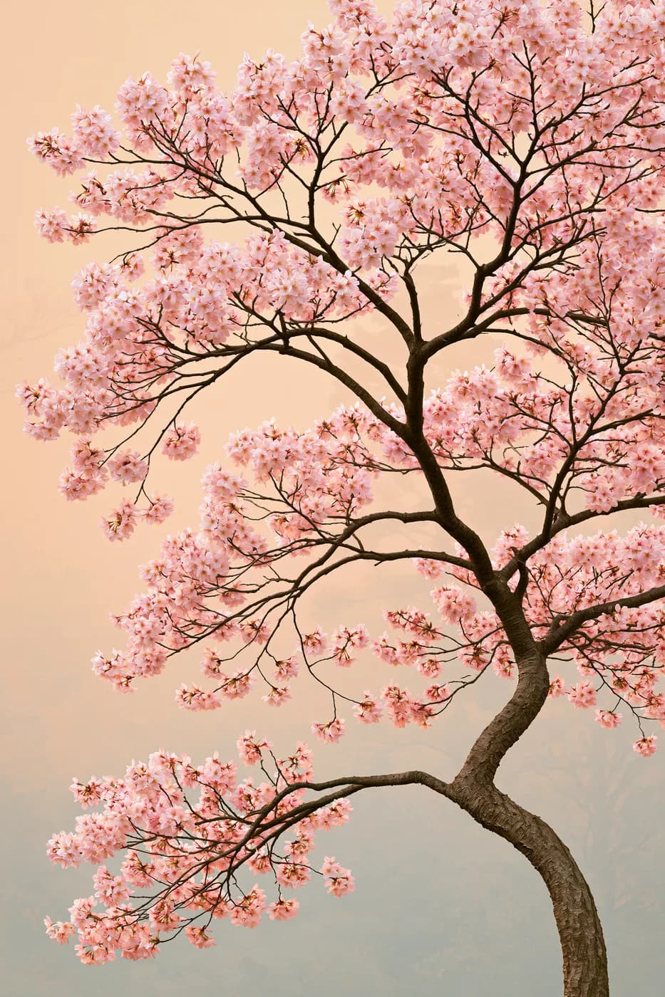 Pembe Sakura 2'li Set — Setler temalı çok parçalı tablo — 1. panel