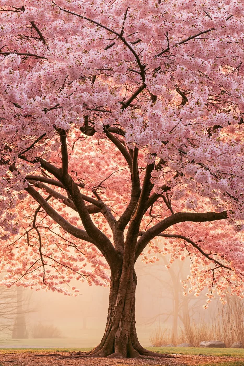 Pembe Sakura 2'li Set — Setler temalı çok parçalı tablo — 2. panel